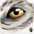 Practice Wolf (is this even a wolf?) Eye Practice