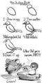 How to draw birds by Bombird
