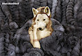 Wolfess draped in fur plaid