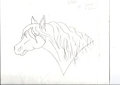 Horse sketch.