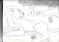 Lion sketch.