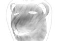 Lionhead Sketch.