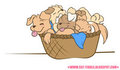 A Basket of Cute!