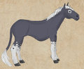 Teh Stallion coloured
