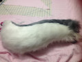 tail for sale