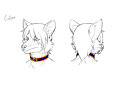 Collar Reference