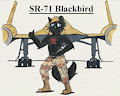 Blackbird Commission