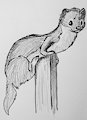 Weasel in Pencil by PepperNivalis