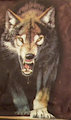 Old wolf tshirt