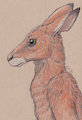 Colored Pencil Roo Practice