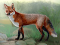 Fox Lifedrawing