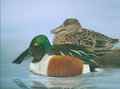 Northern Shovelers by CCLebo