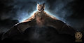 Vampire bat morph
