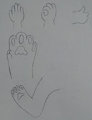 Paw Practice