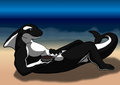 Orca on the Beach