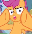 Scootaloo Can't Believe Your Shit
