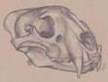 Feline Skull Sketch