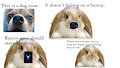 Bunny nose PSA by RallyFox