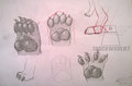 Paw Sketches