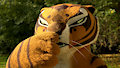 Tigress Sneeze by RubberAnimations