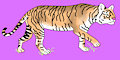 Tiger (retrace)
