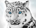 Snow leopard by Rico
