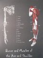 Bones and Muscles of the Arm and Shoulder