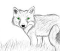 Fox with green eyes