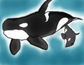 Orca giving birth