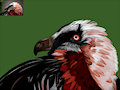 Painting Study: Bearded Vulture [WIP] by Duchenne