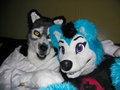 Scary Wolf and Generic Blue Husky Dog