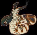 Loxocemus bicolor and Black Headed Python Hybrid 