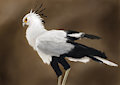 Secretary bird study by Sundance