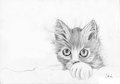 Animals - MEOWW (cat) by Shiku