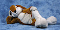 Mah' other suit of fur. A bear inside a bunny. From FC 2003 by AlBear