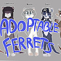 *SOLD OUT*_Ferrets