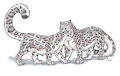 Two Snow Leopards by Ebony Tigress