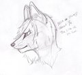 Canine head: Anatomy reference. by SinkioVitrell