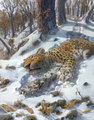 Dead Amur Leopard by Kuna