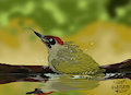 weekly bird - green woodpecker