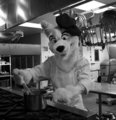 Furries in the Kitchen