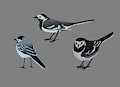 wagtails