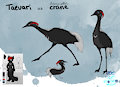 birdify - Taevari