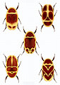 Sun Beetles