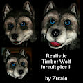 Old pictures of timberwolf head - With FLASH