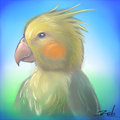 Cockatiel tag - avatar for amps on wajas