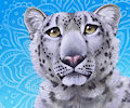 Snow Leopard Mandala