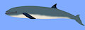 Porpoise / Whale Hybrid
