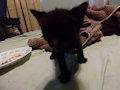 New Kitten #2