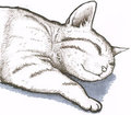 Slumber Cat
